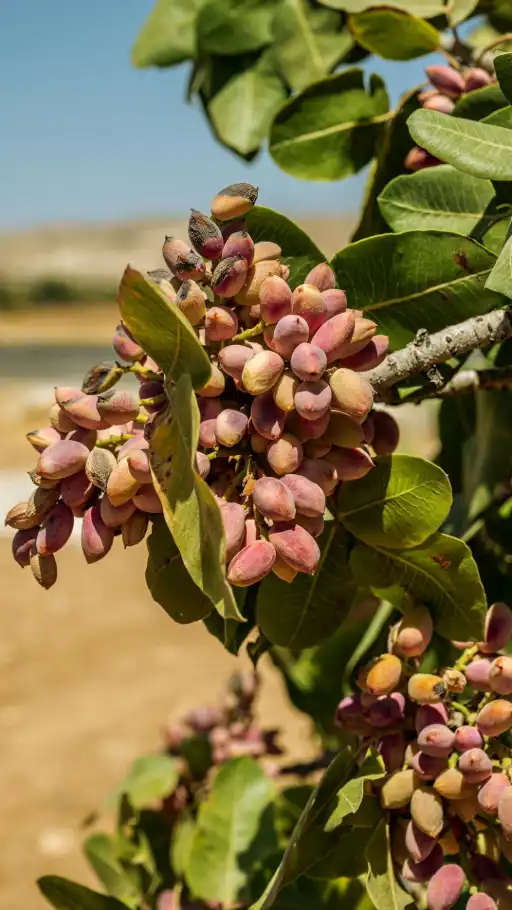 Photo of a pistachio tree