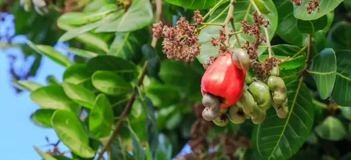 Cashew tree